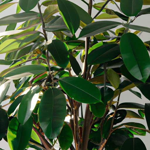 a vibrant rubber tree with lush glossy l 512x512 85434627