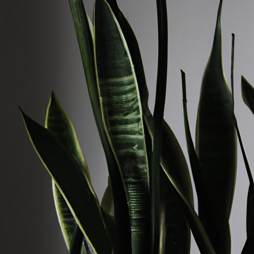 a vibrant snake plant adds elegance phot 512x512 7862129