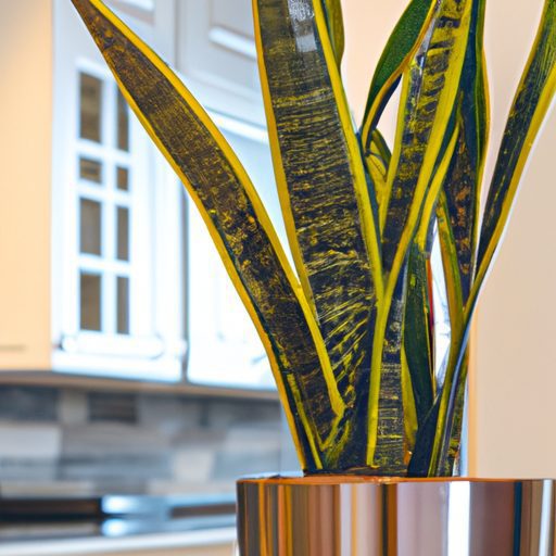 a vibrant snake plant brightening a mode 512x512 62062274