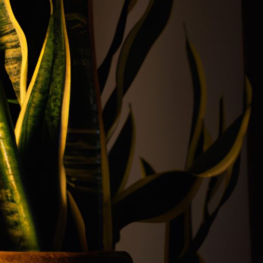 a vibrant snake plant illuminating a dim 512x512 88517081