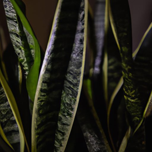 a vibrant snake plant in a dimly lit roo 512x512 10481520