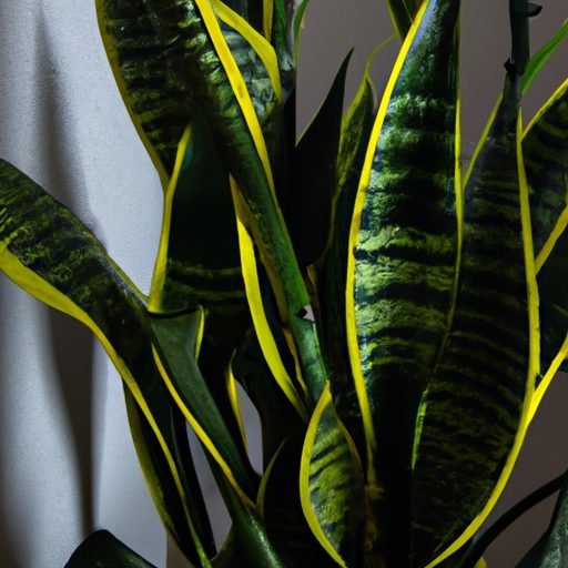 a vibrant snake plant in a dimly lit roo 512x512 62735596
