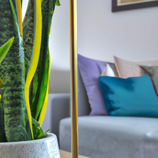 a vibrant snake plant in a modern living 512x512 24749440