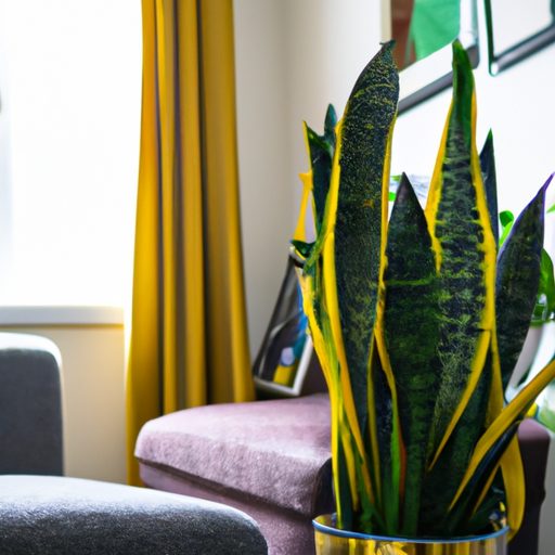 a vibrant snake plant in a modern living 512x512 60907607