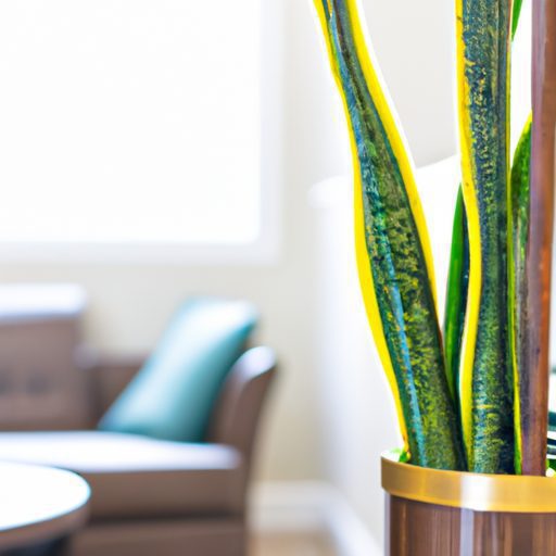 a vibrant snake plant in a modern living 512x512 73055393