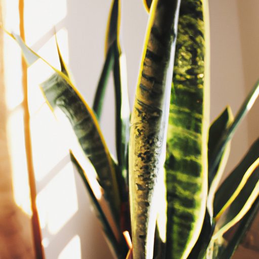 a vibrant snake plant in a sunlit room r 512x512 49604221