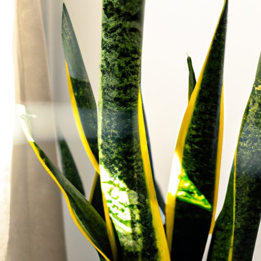 a vibrant snake plant in a sunlit room r 512x512 64809011