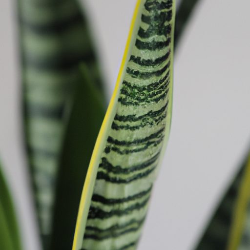 a vibrant snake plant purifying air phot 512x512 32645779