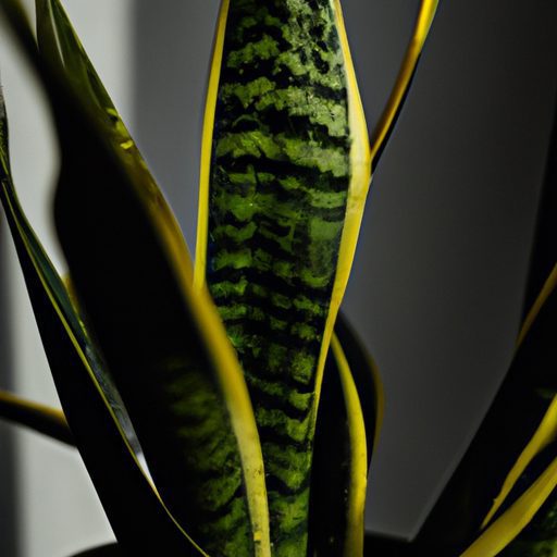 a vibrant snake plant purifying air phot 512x512 43920903