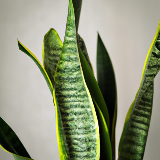a vibrant snake plant purifying air phot 512x512 65225168