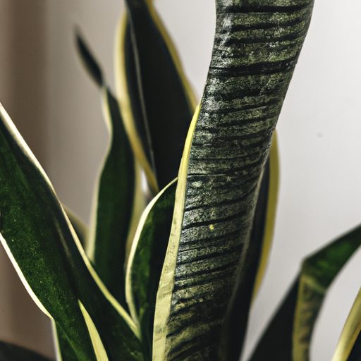 a vibrant snake plant purifying air phot 512x512 74791302