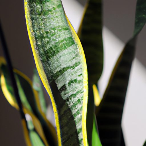 a vibrant snake plant purifying air phot 512x512 96278276