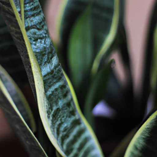 a vibrant snake plant purifying air phot 512x512 97827690