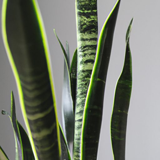 a vibrant snake plant standing tall phot 512x512 42180288