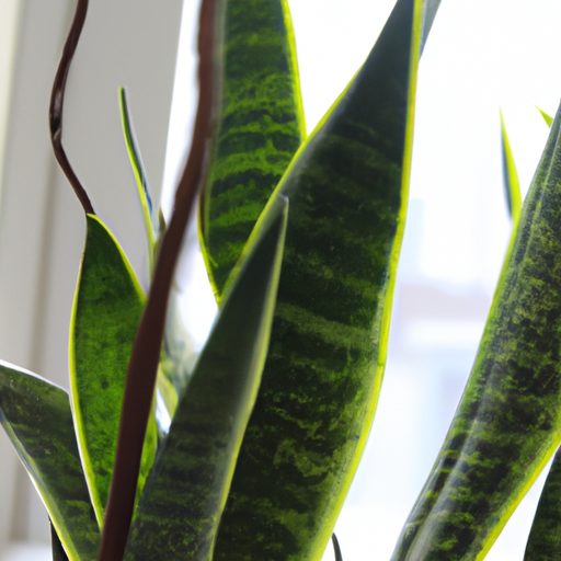 a vibrant snake plant surrounded by clea 512x512 59098748