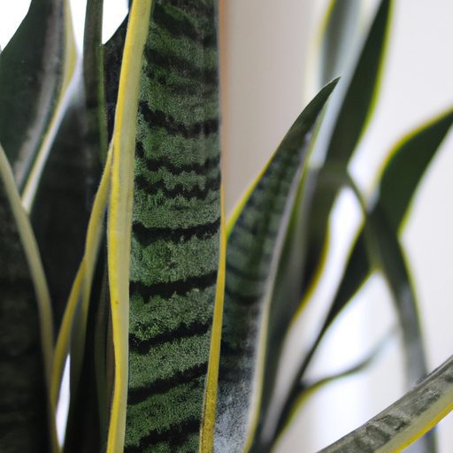 a vibrant snake plant thriving indoors p 512x512 15585036