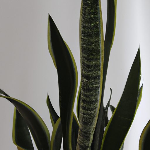 a vibrant snake plant towering gracefull 512x512 77089018