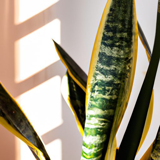 a vibrant snake plant with variegated le 512x512 10468309