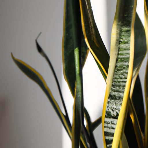 a vibrant snake plant with variegated le 512x512 10898452