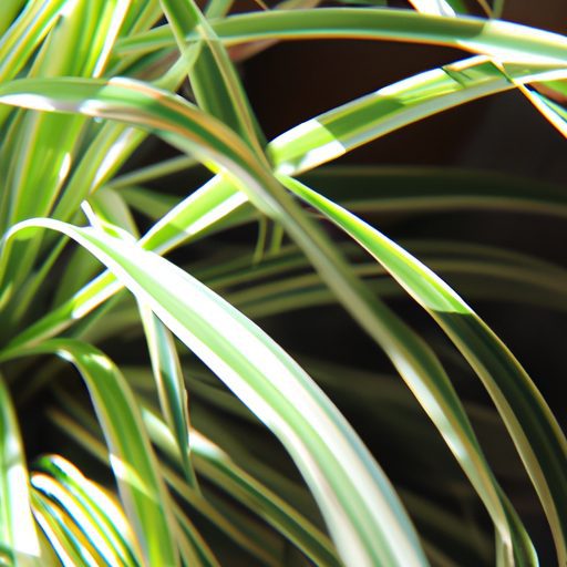 a vibrant spider plant basking in sunlig 512x512 43789323