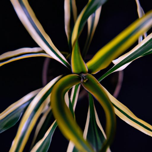 a vibrant spider plant being divided pho 512x512 34432730