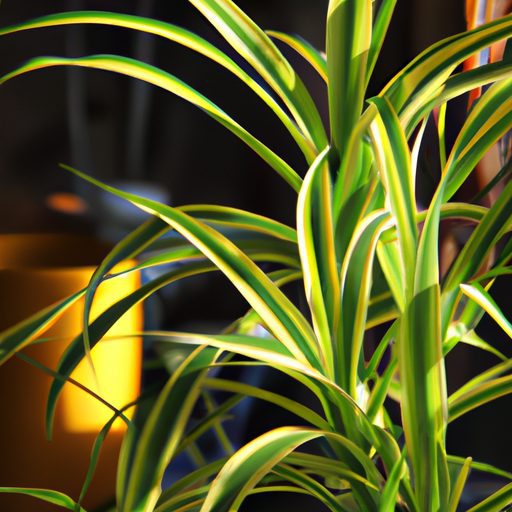 a vibrant spider plant flourishing indoo 512x512 34349926