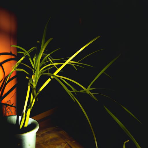 a vibrant spider plant in a dimly lit ro 512x512 72299116