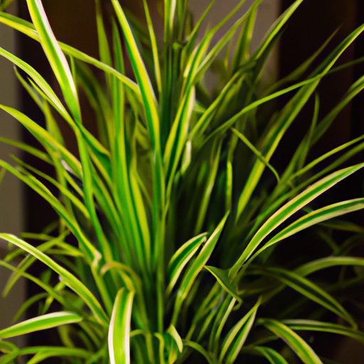 a vibrant spider plant thriving indoors 512x512 82582786