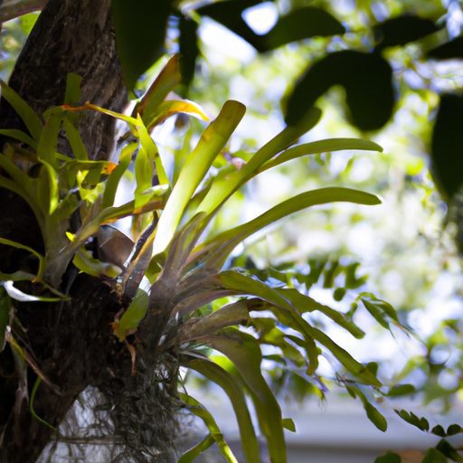 a vibrant staghorn fern nestled among da 512x512 50269772