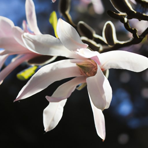 a vibrant star magnolia in dappled sunli 512x512 71287851