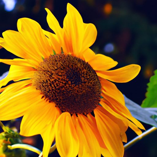 a vibrant sunflower facing the sun photo 512x512 45424526