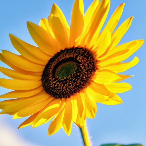 a vibrant sunflower facing the sun photo 512x512 64423025