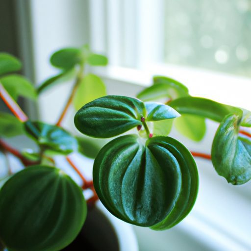 a vibrant thriving coin leaf peperomia p 512x512 39357562