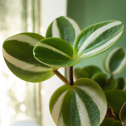 a vibrant thriving coin leaf peperomia p 512x512 88490792