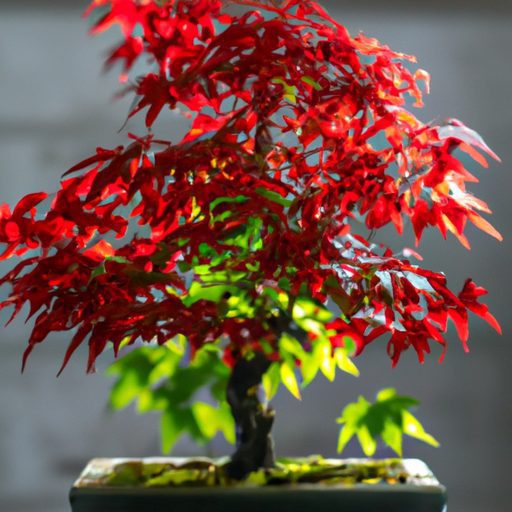 a vibrant trident maple bonsai thrives p 512x512 149109