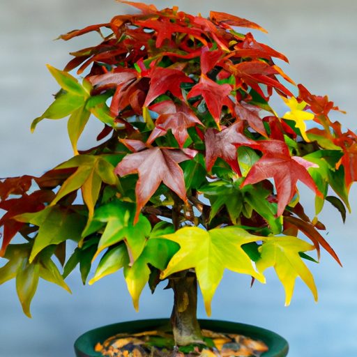 a vibrant trident maple bonsai thrives p 512x512 90235107