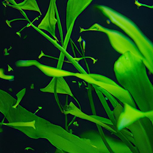 a vibrant vallisneria plant flourishing 512x512 17087735