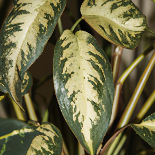 a vibrant variegated philodendron plant 512x512 83807383