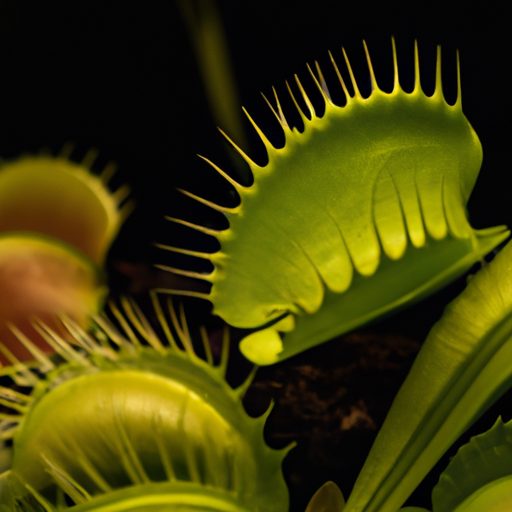 a vibrant venus flytrap capturing prey p 512x512 26077908