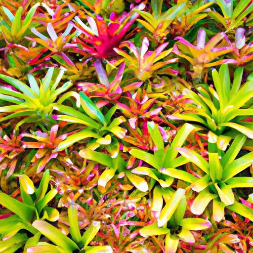 a vibrant wall of colorful bromeliads ph 512x512 47303324