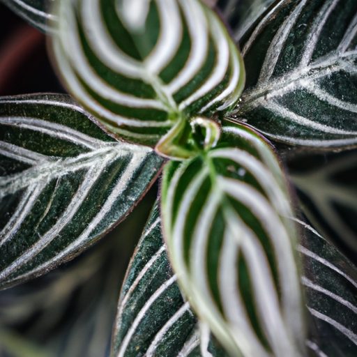 a vibrant zebra plant thriving photoreal 512x512 76381731