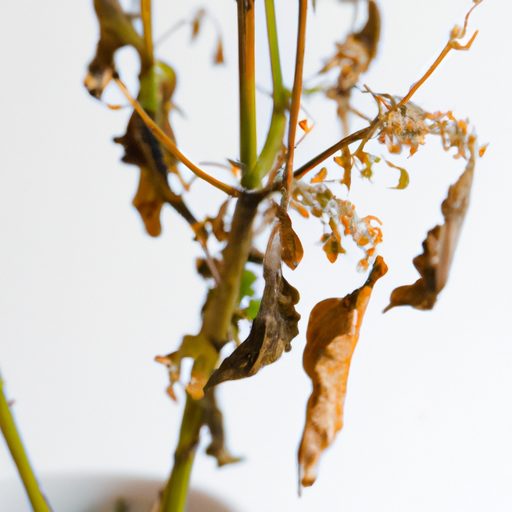 a wilted plant with drooping leaves phot 512x512 66340570