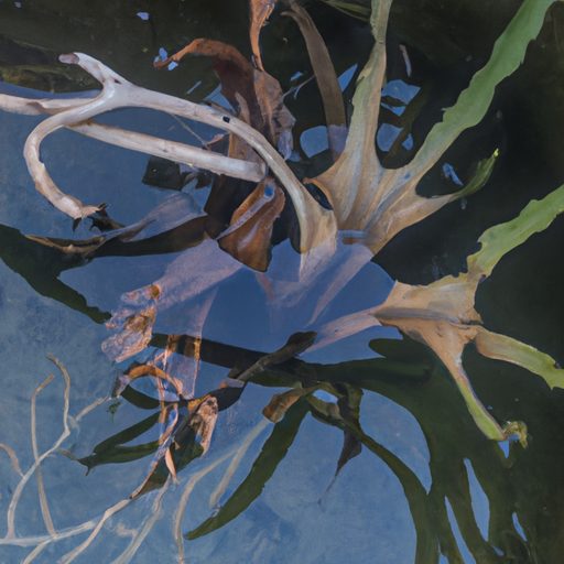 a wilted staghorn fern submerged in wate 512x512 27817613
