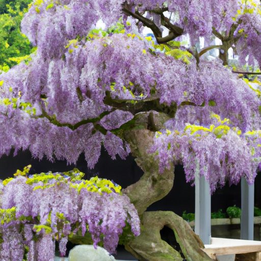 a wisteria bonsai tree in full bloom its 512x512 33134342