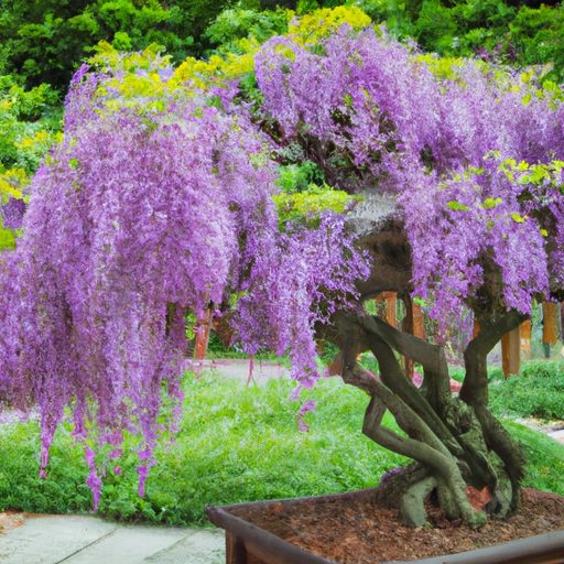a wisteria bonsai tree in full bloom its 512x512 45264453