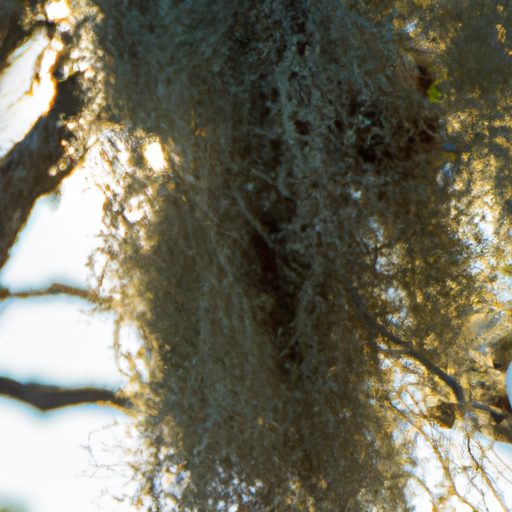 a withered spanish moss hanging from a t 512x512 71123047