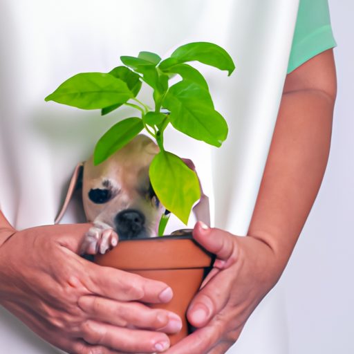 a worried pet owner holding a plant phot 512x512 84134557