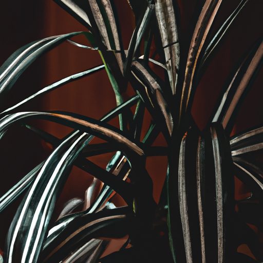 a zebra plant thriving in a dimly lit li 512x512 70695344