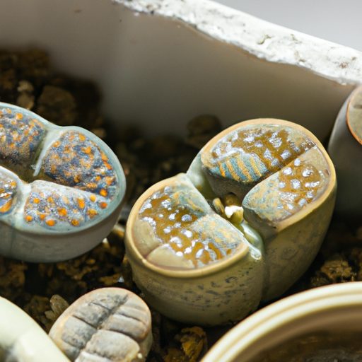 an image of a collection of lithops vari 512x512 1330207