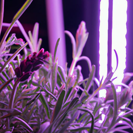 an image of a lavender plant illuminated 512x512 38187541